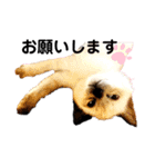 猫 敬語（個別スタンプ：4）