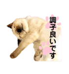 猫 敬語（個別スタンプ：8）