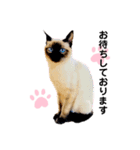 猫 敬語（個別スタンプ：9）