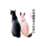 猫 敬語（個別スタンプ：10）