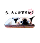 猫 敬語（個別スタンプ：11）