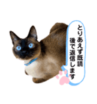 猫 敬語（個別スタンプ：12）