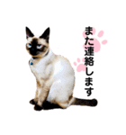 猫 敬語（個別スタンプ：13）