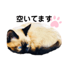 猫 敬語（個別スタンプ：14）