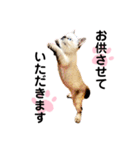 猫 敬語（個別スタンプ：15）
