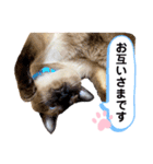 猫 敬語（個別スタンプ：16）
