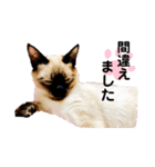 猫 敬語（個別スタンプ：17）