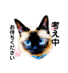 猫 敬語（個別スタンプ：18）
