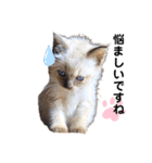 猫 敬語（個別スタンプ：19）