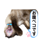 猫 敬語（個別スタンプ：21）