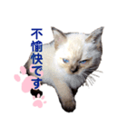 猫 敬語（個別スタンプ：22）