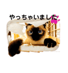 猫 敬語（個別スタンプ：23）