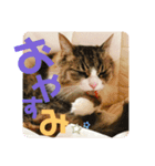 すーちゃんとペス2（個別スタンプ：8）