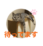 すーちゃんとペス2（個別スタンプ：11）