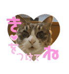 すーちゃんとペス2（個別スタンプ：16）