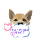 柴犬 虎太郎②（個別スタンプ：1）