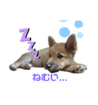 柴犬 虎太郎②（個別スタンプ：2）