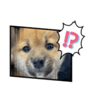 柴犬 虎太郎②（個別スタンプ：3）