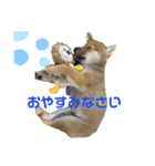 柴犬 虎太郎②（個別スタンプ：4）