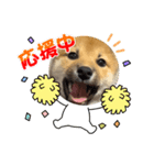 柴犬 虎太郎②（個別スタンプ：6）