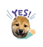 柴犬 虎太郎②（個別スタンプ：7）