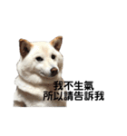 白狗小櫻（施壓）台灣（個別スタンプ：8）