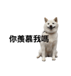 白狗小櫻（施壓）台灣（個別スタンプ：36）
