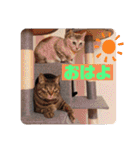 にゃん言葉（個別スタンプ：1）