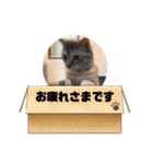 にゃん言葉（個別スタンプ：2）