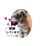 にゃん言葉（個別スタンプ：3）