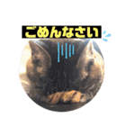 にゃん言葉（個別スタンプ：5）
