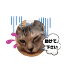 にゃん言葉（個別スタンプ：8）
