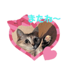 にゃん言葉（個別スタンプ：10）