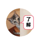 にゃん言葉（個別スタンプ：13）