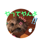 にゃん言葉（個別スタンプ：17）