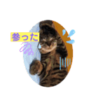 にゃん言葉（個別スタンプ：18）