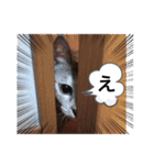 にゃん言葉（個別スタンプ：20）