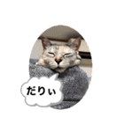 にゃん言葉（個別スタンプ：22）