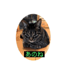 にゃん言葉（個別スタンプ：23）