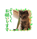 にゃん言葉（個別スタンプ：24）