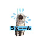 にゃん言葉（個別スタンプ：26）