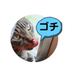 にゃん言葉（個別スタンプ：27）