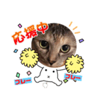 にゃん言葉（個別スタンプ：31）