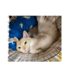 きなこ 〜ちょいとお遊び〜（個別スタンプ：1）