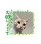 きなこ 〜ちょいとお遊び〜（個別スタンプ：2）