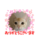 きなこ 〜ちょいとお遊び〜（個別スタンプ：8）