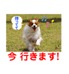 赤いりぼんの可愛い仲間達⑦（個別スタンプ：8）
