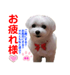 赤いりぼんの可愛い仲間達⑦（個別スタンプ：13）