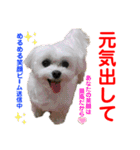 赤いりぼんの可愛い仲間達⑦（個別スタンプ：14）