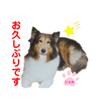 赤いりぼんの可愛い仲間達⑦（個別スタンプ：15）
